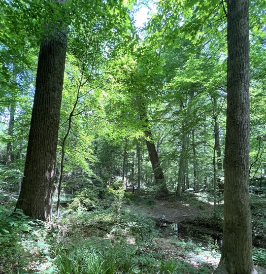 Old growth forest tour of the Frazer Forest, Sunday, Sept 25